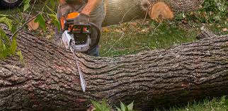 Best Tree Maintenance Programs  in Hilbert, WI