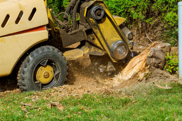 Best Tree Preservation Services  in Hilbert, WI