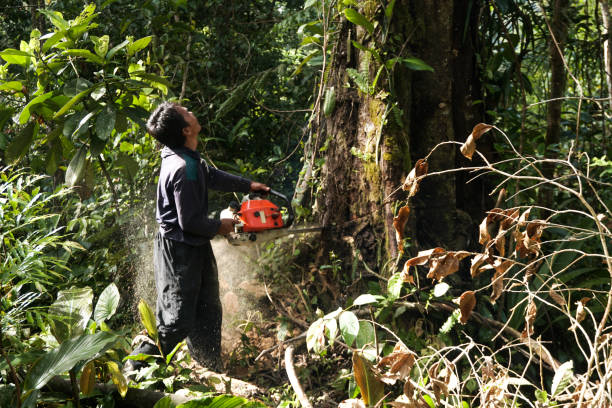 Trusted Hilbert, WI Tree Services Experts