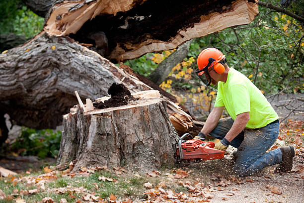 Best Tree and Shrub Care  in Hilbert, WI