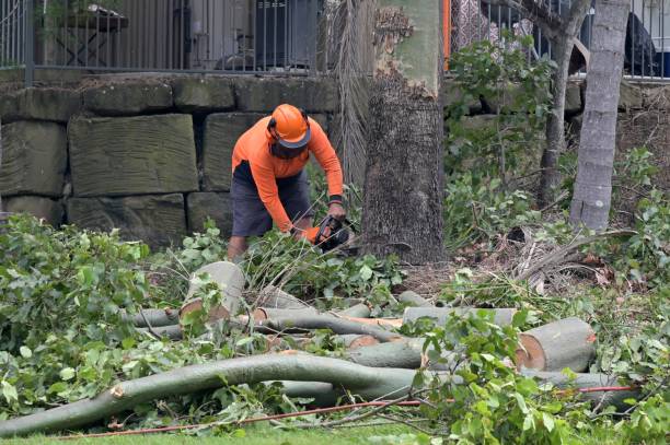 Best Hazardous Tree Removal  in Hilbert, WI