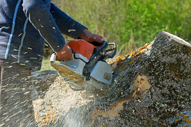 Best Stump Grinding and Removal  in Hilbert, WI
