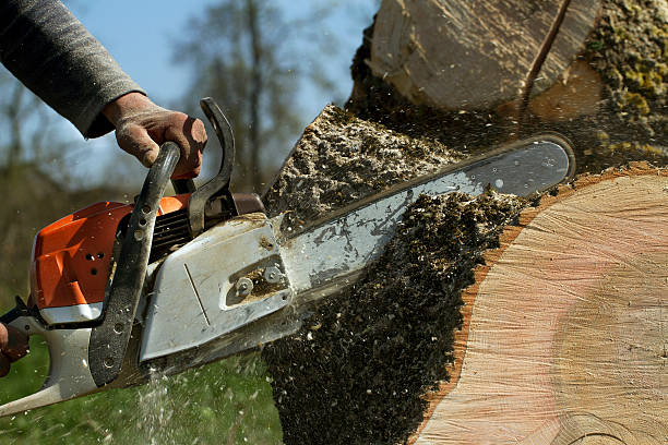 Best Fruit Tree Pruning  in Hilbert, WI