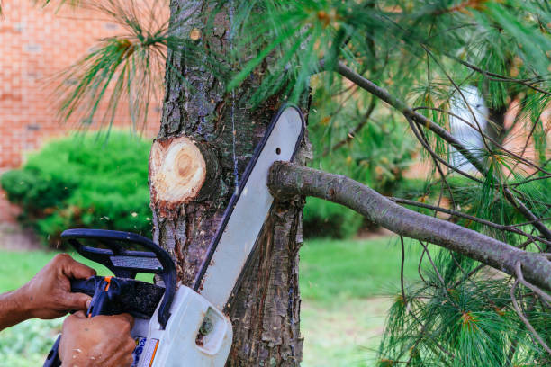 Best Tree Risk Assessment  in Hilbert, WI